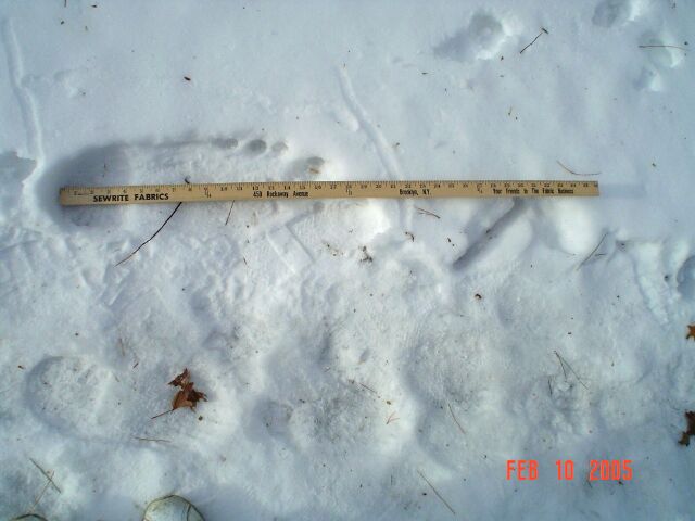 Beltrami County Mn