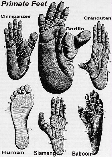 Difference Between Human And Chimpanzee Hand Fbtyred