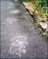 bigfoot footprints