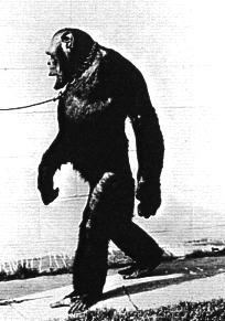 oliver chimpanzee man