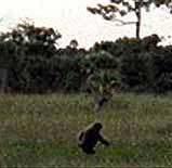 sk-ape2.jpg (10178 bytes)